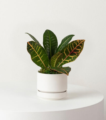 Golden Petra Croton plant with colorful green, yellow, and orange foliage in a decorative pot for indoor décor