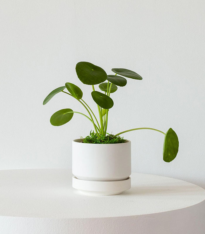 Dracaena Compacta indoor plant with dense dark green leaves in a decorative pot for home and office décor