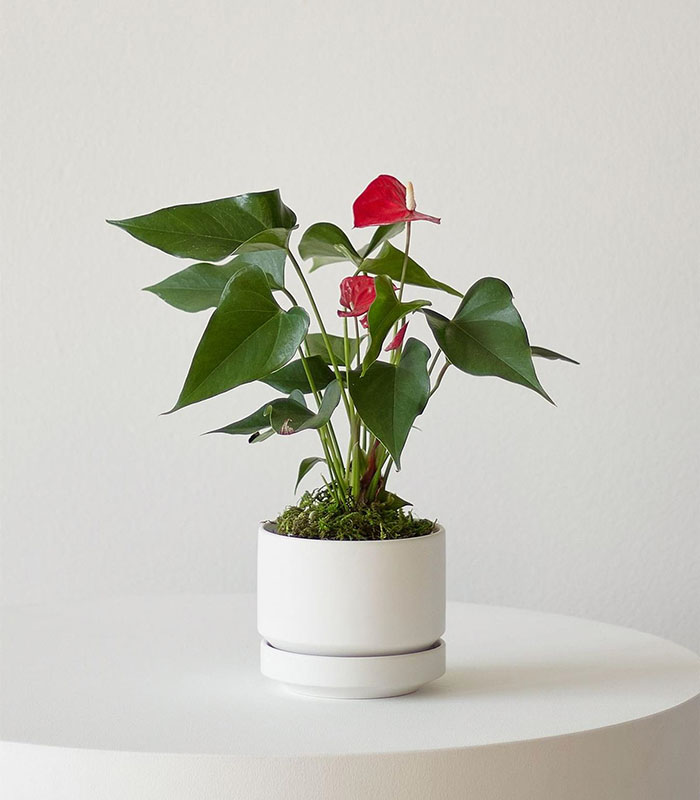 Anthurium King of Hearts plant with glossy green leaves and bright red heart-shaped flowers in a decorative pot