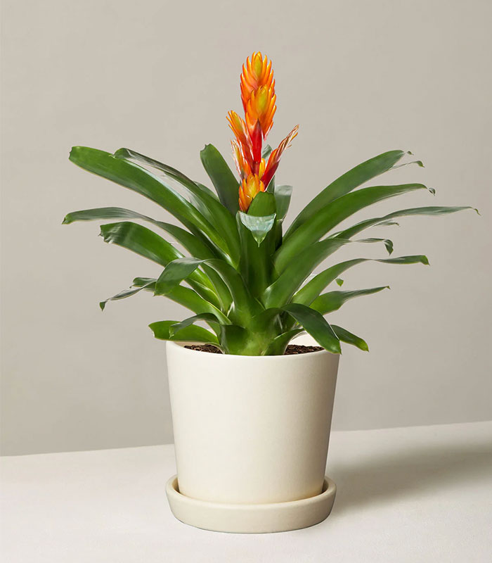 Bromeliad Vriesea tropical indoor plant with vibrant colorful bracts in a decorative pot