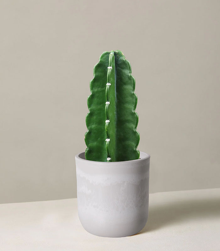 Cuddly Cactus succulent plant with attractive green stems in a decorative pot for home and office décor