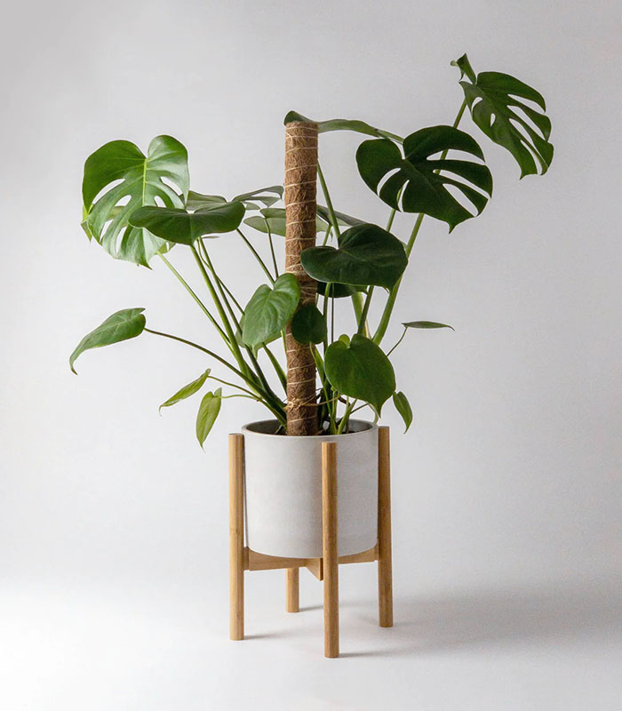 Premium Coco Coir Pole for Climbing Plants and Indoor Gardening